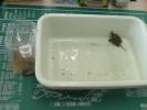 愛すべき小動物たち