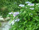 梅雨には紫陽花