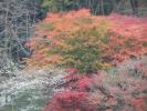 紅葉のグラデーション